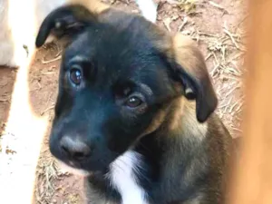 Cachorro raça Srd idade  nome Clarissa 