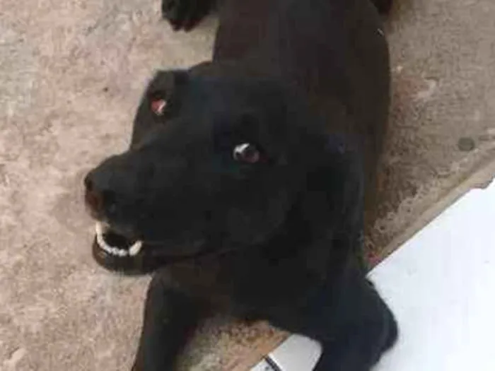 Cachorro ra a SRD idade 6 ou mais anos nome Isabéu (Béu)