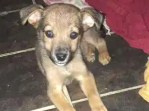 Cachorro raça  poodle idade Abaixo de 2 meses nome Bibi