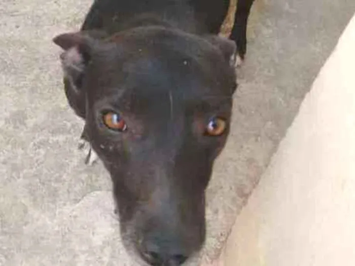Cachorro ra a SRD idade 3 anos nome Negro