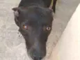 Negro