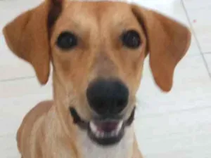 Cachorro raça Labrador com Weimaraner idade 2 anos nome Nala