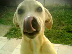Cachorro raça NAO DEFINIDA idade 7 a 11 meses nome MEL