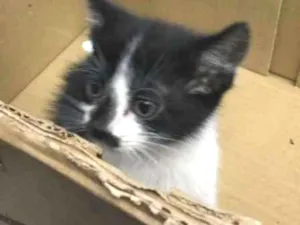 Gato raça  idade Abaixo de 2 meses nome sem nome