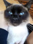 Docinho