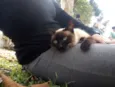 Docinho