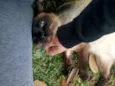 Docinho