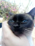 Docinho