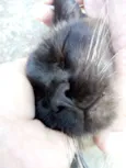 Docinho