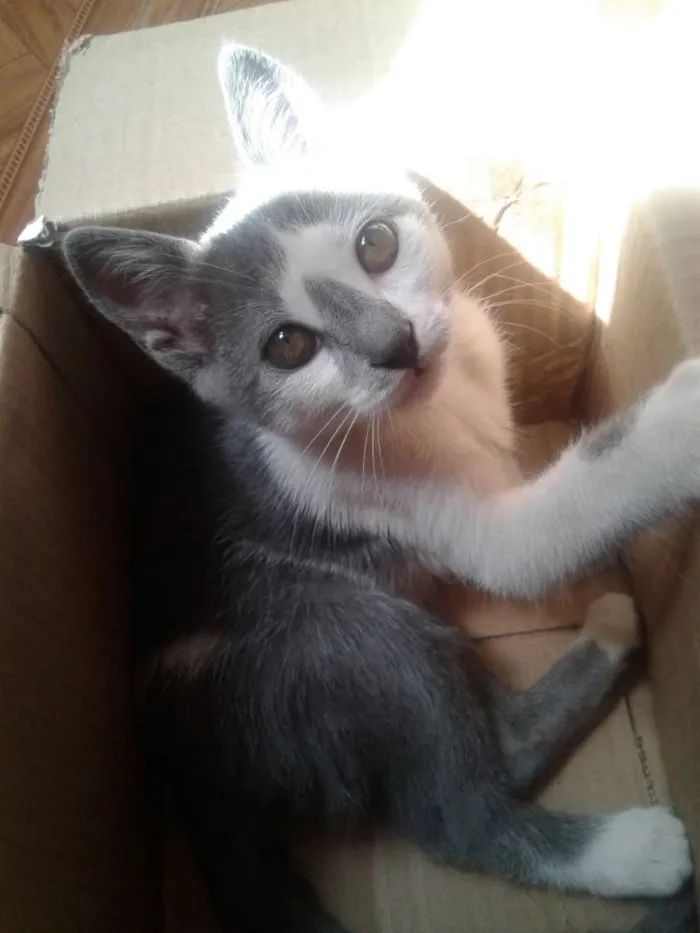 Gato raça  idade 7 a 11 meses nome Alaska