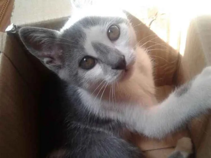 Gato raça  idade 7 a 11 meses nome Alaska