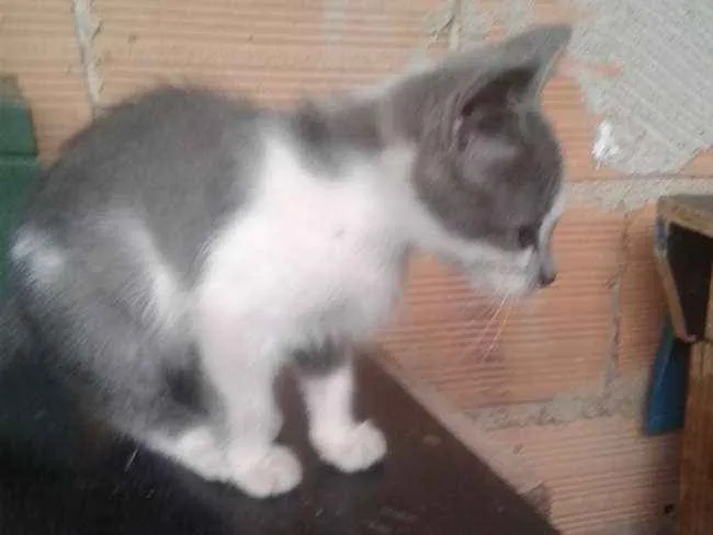 Gato raça  idade 7 a 11 meses nome Alaska