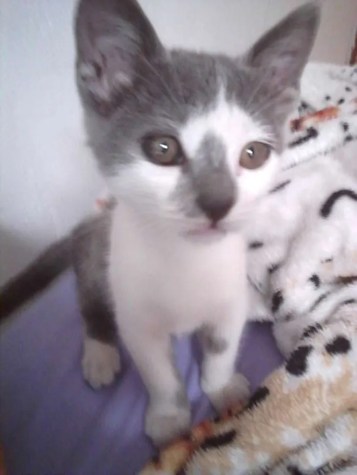 Gato raça  idade 7 a 11 meses nome Alaska