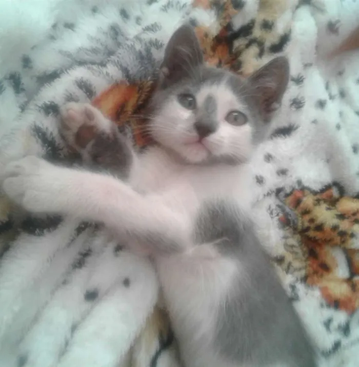 Gato raça  idade 7 a 11 meses nome Alaska