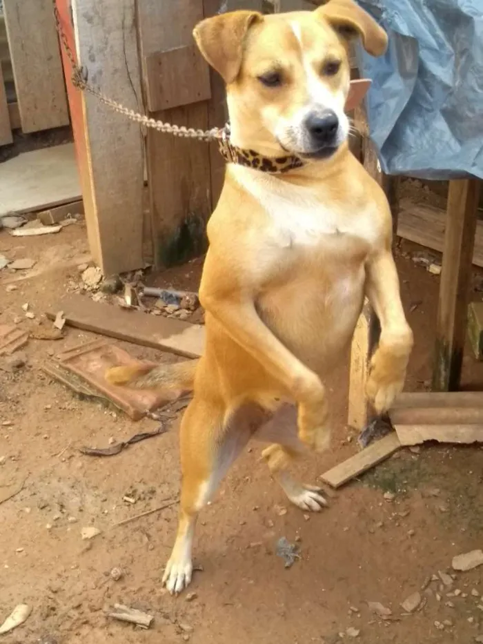 Cachorro raça Misturada com Pitbull idade 3 anos nome Lili