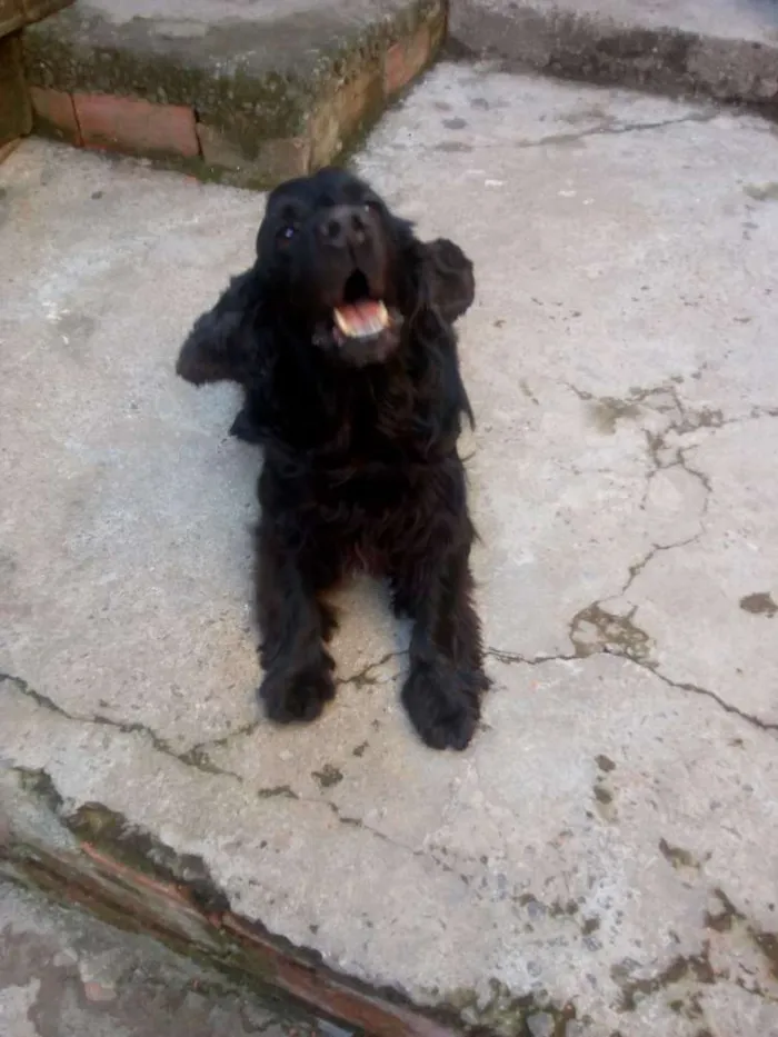 Cachorro raça Cocker spaniel  idade 3 anos nome Negão 