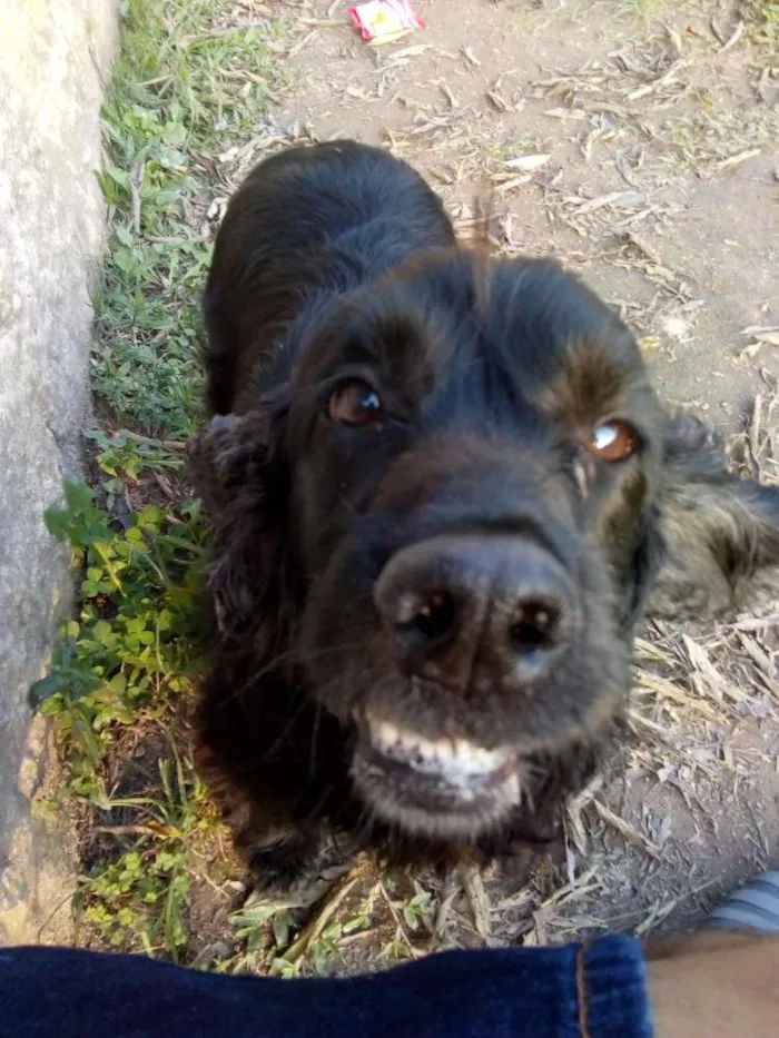 Cachorro raça Cocker spaniel  idade 3 anos nome Negão 