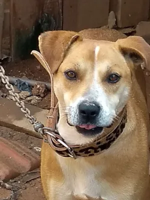 Cachorro raça Misturada com Pitbull idade 3 anos nome Lili