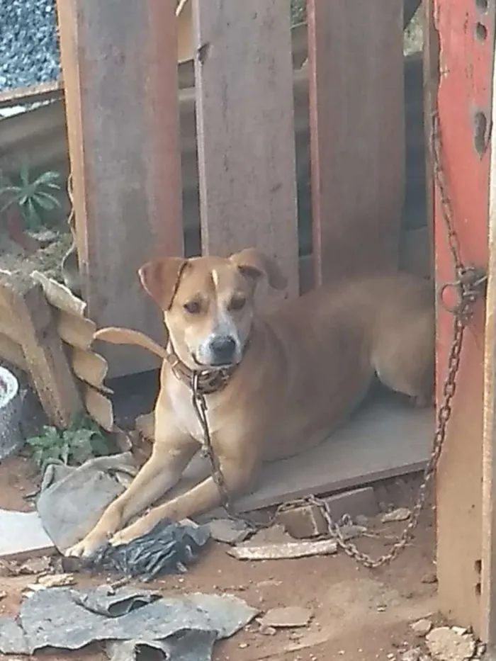 Cachorro raça Misturada com Pitbull idade 3 anos nome Lili