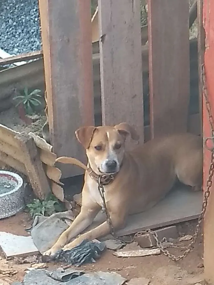 Cachorro raça Misturada com Pitbull idade 3 anos nome Lili