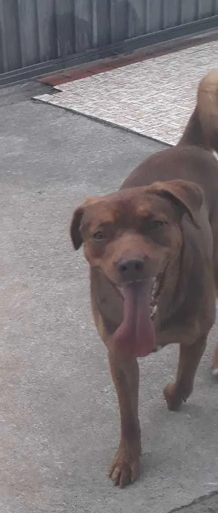 Cachorro ra a Vira-Lata idade 2 anos nome Max