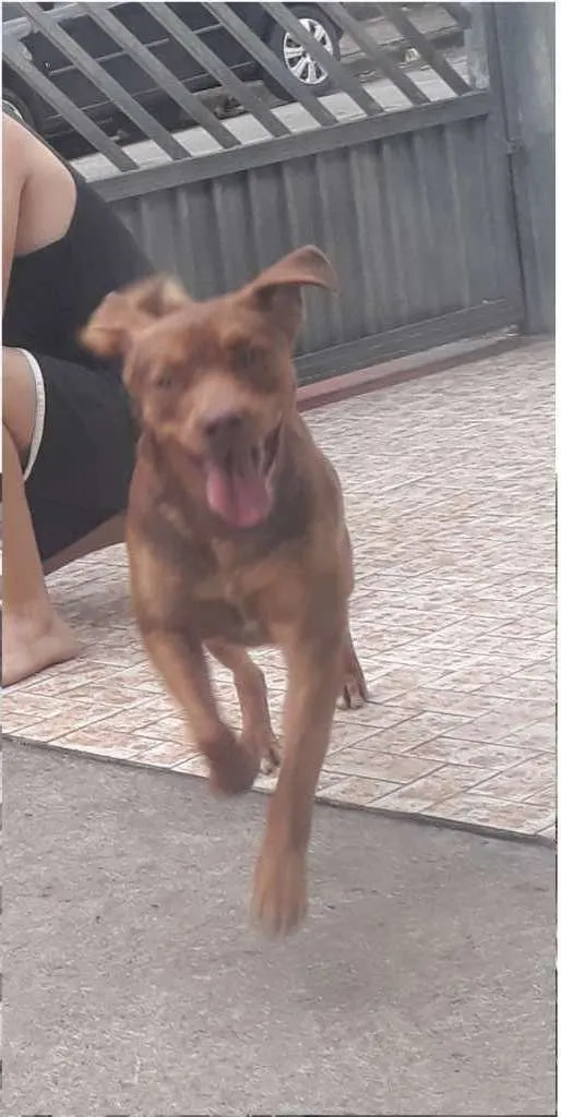 Cachorro ra a Vira-Lata idade 2 anos nome Max