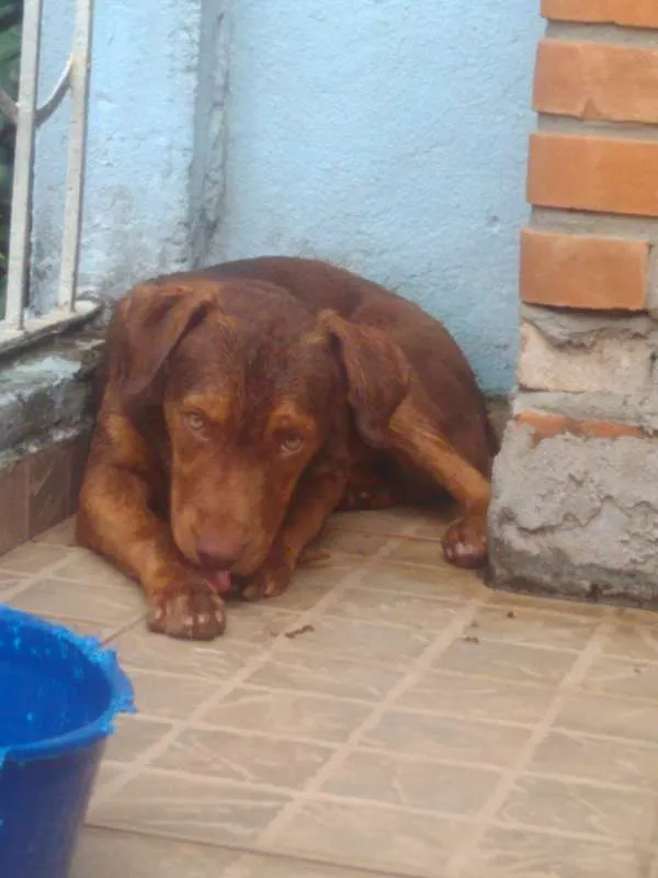 Cachorro ra a Vira-Lata idade 2 anos nome Max
