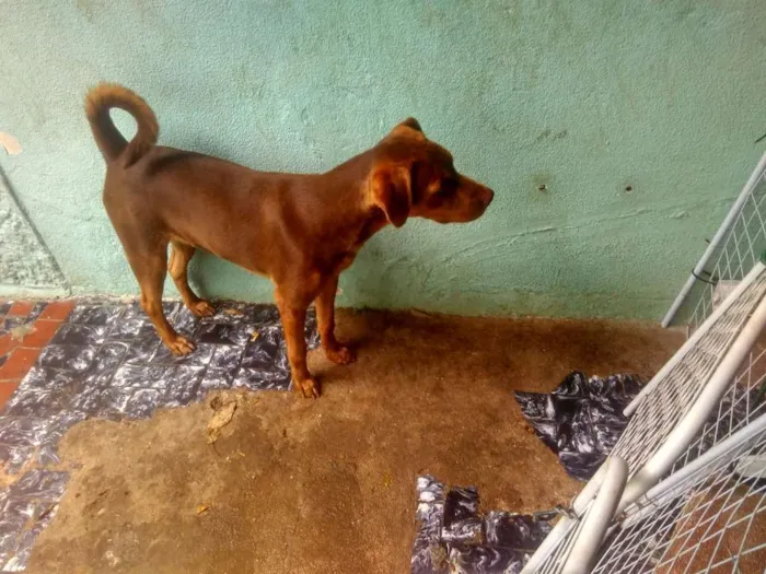 Cachorro ra a Vira-Lata idade 2 anos nome Max