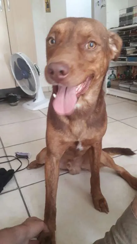 Cachorro ra a Vira-Lata idade 2 anos nome Max
