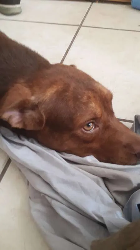 Cachorro ra a Vira-Lata idade 2 anos nome Max