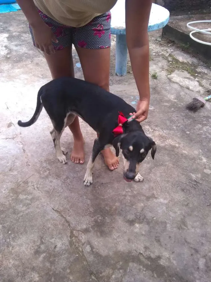 Cachorro ra a Não definida idade 7 a 11 meses nome Princesa