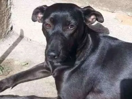 Cachorro ra a Capa Preta c/ SRD idade 2 anos nome Blosson