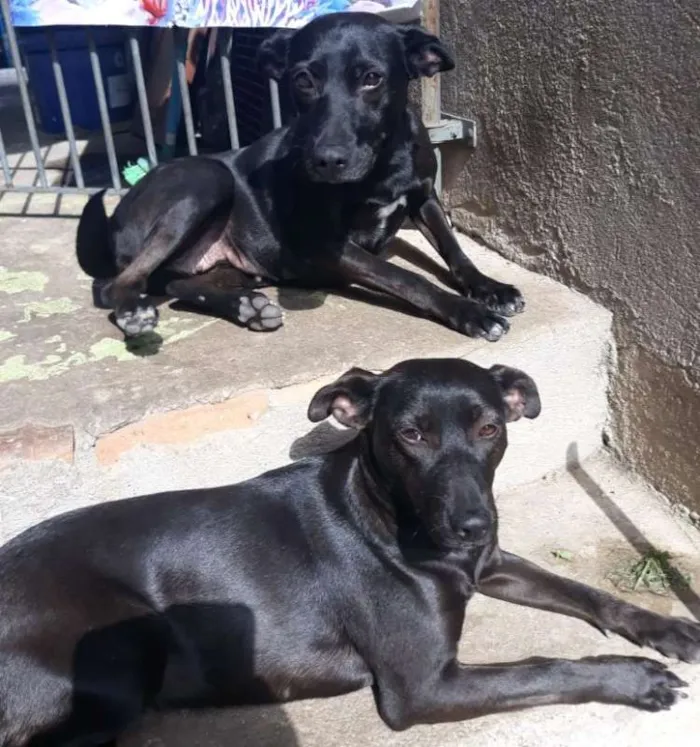 Cachorro ra a Capa preta c/ SRD idade 7 a 11 meses nome Olivia