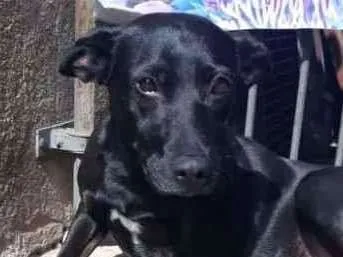 Cachorro ra a Capa preta c/ SRD idade 7 a 11 meses nome Olivia