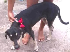 Cachorro raça Não definida idade 7 a 11 meses nome Princesa