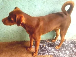 Cachorro raça Vira-Lata idade 2 anos nome Max
