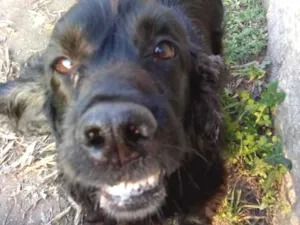 Cachorro raça Cocker spaniel  idade 3 anos nome Negão 