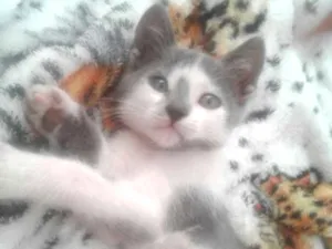 Gato raça  idade 7 a 11 meses nome Alaska