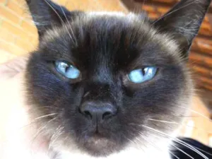Gato raça Siamês idade 1 ano nome Docinho