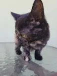 Hermione