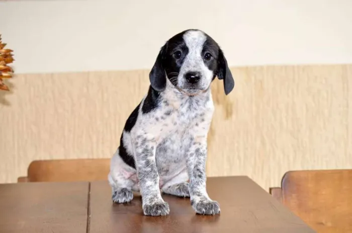 Cachorro ra a Vira latas idade Abaixo de 2 meses nome Sem nome