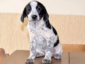Cachorro raça Vira latas idade Abaixo de 2 meses nome Sem nome