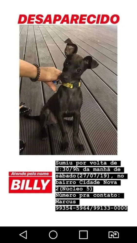 Cachorro ra a Pinscher idade 7 a 11 meses nome Billy