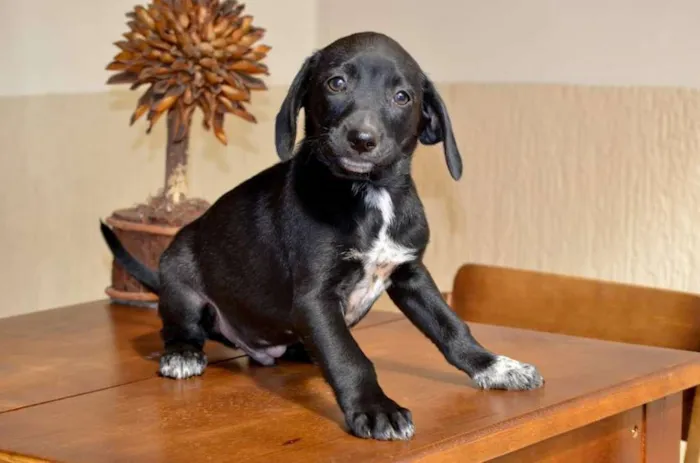 Cachorro ra a Vira latas idade Abaixo de 2 meses nome Não tem 