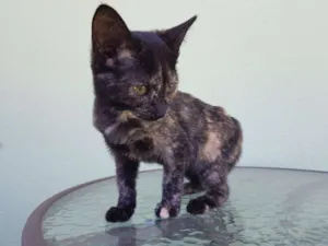 Gato raça SRD idade 2 a 6 meses nome Onze