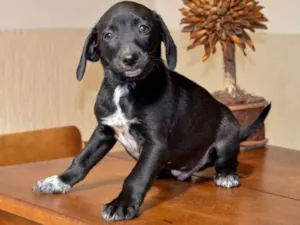 Cachorro raça Vira latas idade Abaixo de 2 meses nome Não tem 