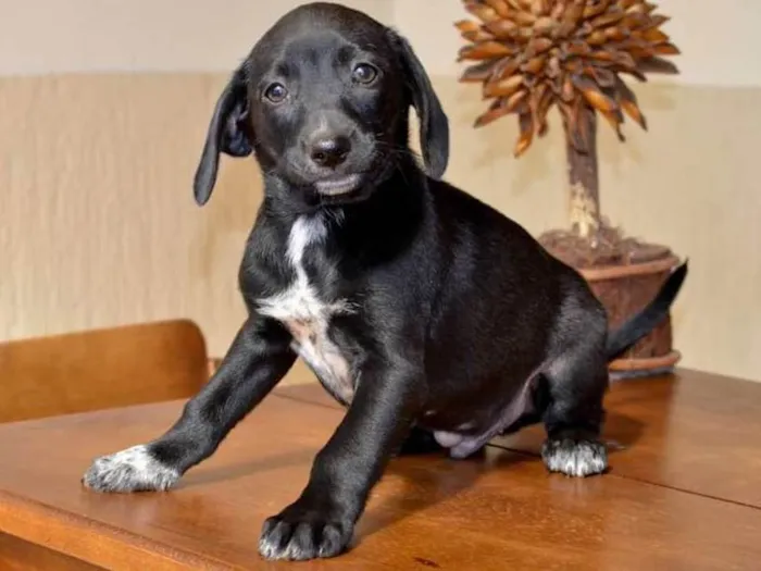 Cachorro ra a Vira latas idade Abaixo de 2 meses nome Não tem 