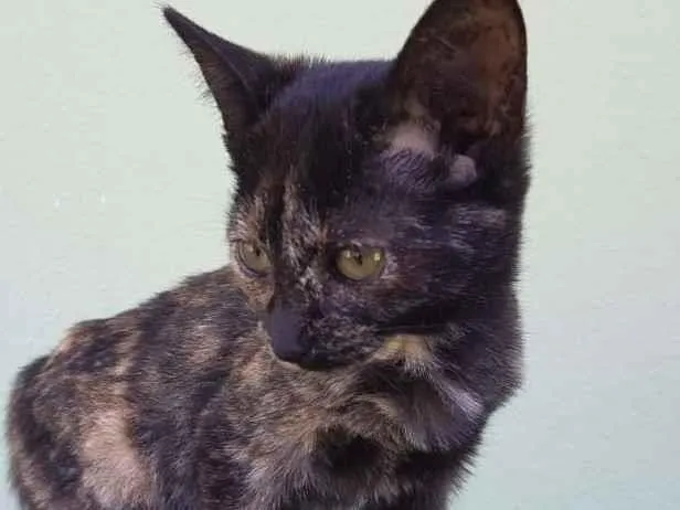 Gato ra a SRD idade 2 a 6 meses nome Onze