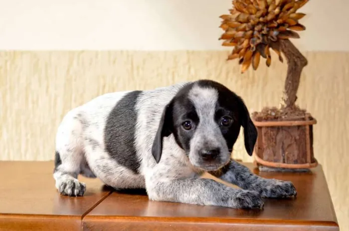Cachorro ra a Vira latas idade Abaixo de 2 meses nome Sem nome