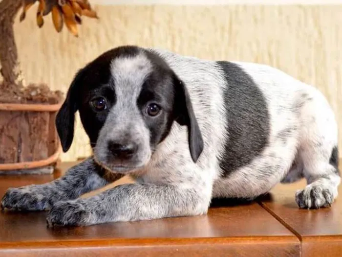 Cachorro ra a Vira latas idade Abaixo de 2 meses nome Sem nome